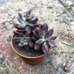 Sedeveria Pink Granite Succulent Plant -Cute Farms Shop Sedeveria Pink Granite 9313e5ac 964a 46be 96a3 32254cb15383