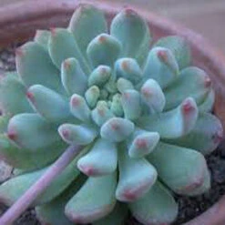 Sedeveria Blue Giant Succulent Plant -Cute Farms Shop Sedeveria blue Giant 1