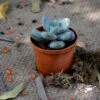 Sedeveria Blue Giant Succulent Plant