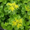 Sedum Acre Succulent Plant -Cute Farms Shop SedumGoldenCarpet