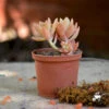 Sedum Nussbaumerianum Coppertone Succulent Plant 6 Sedum Nussbaumerianum Coppertone Succulent Plant -Cute Farms Shop SedumNussbaumerianum 1