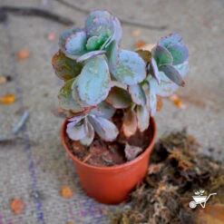 Cute Farms Shop -Cute Farms Shop Sedum Sieboldi 2