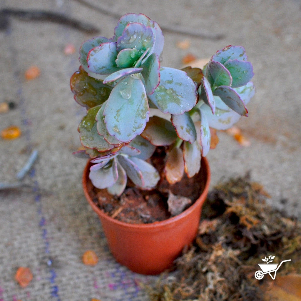 Sedum Sieboldii Succulent Plant 2 Sedum Sieboldii Succulent Plant - Image 2