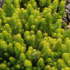 Sedum Reflexum Rocky Stonecropx Succulent Plant -Cute Farms Shop Sedum rupestre