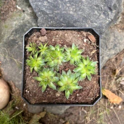 Sempervivum Montanum Succulent Plant 6 Sempervivum Montanum Succulent Plant -Cute Farms Shop SempervivumMontanna 2