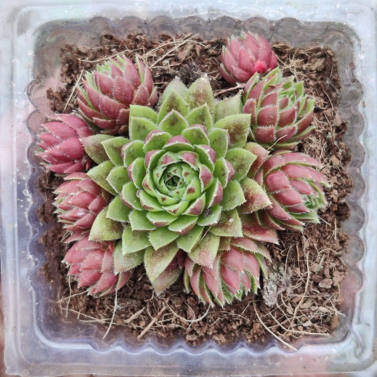 Sempervivum Montanum Succulent Plant 1 Sempervivum Montanum Succulent Plant