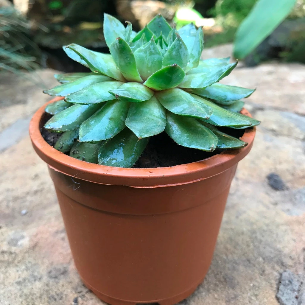 Sempervivum Tectorum Common Houseleek Succulent Plant 2 Sempervivum Tectorum Common Houseleek Succulent Plant - Image 2