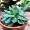 Sempervivum Tectorum Common Houseleek Succulent Plant 2 Sempervivum Tectorum Common Houseleek Succulent Plant -Cute Farms Shop Sempervivum Tectorum big 2