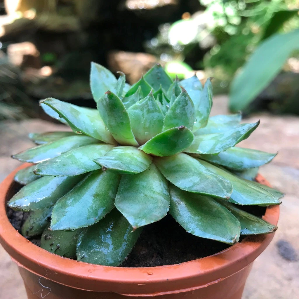 Sempervivum Tectorum Common Houseleek Succulent Plant 1 Sempervivum Tectorum Common Houseleek Succulent Plant
