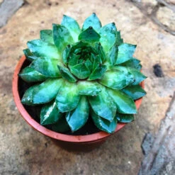Sempervivum Tectorum Common Houseleek Succulent Plant 6 Sempervivum Tectorum Common Houseleek Succulent Plant -Cute Farms Shop Sempervivum Tectorum big
