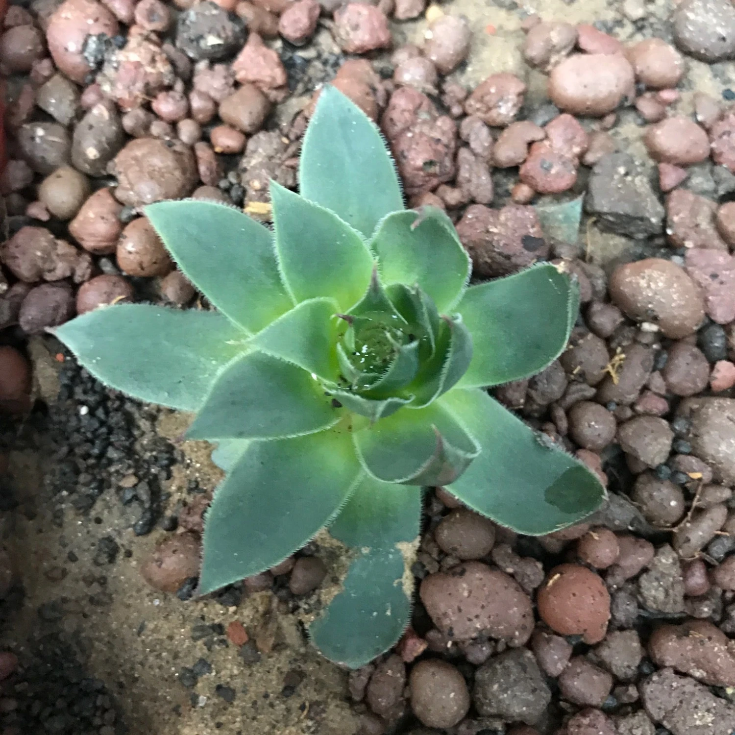 Sempervivum Tectorum Common Houseleek Succulent Plant 4 Sempervivum Tectorum Common Houseleek Succulent Plant - Image 4