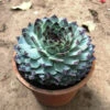 Sempervivum Calcareum Houseleek Succulent Plant 6 Sempervivum Calcareum Houseleek Succulent Plant -Cute Farms Shop Sempervivum calcareum 3