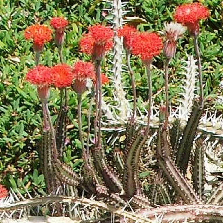 Senecio Stapeliiformis Pickle Plant Succulent Plant 1 Senecio Stapeliiformis Pickle Plant Succulent Plant