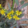 Senecio Crassissimus Succulent Plant -Cute Farms Shop SenecioCrassissimus