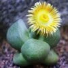 Pleiospilos Nelii Schwantes Split Rock Succulent Plant 7 Pleiospilos Nelii Schwantes Split Rock Succulent Plant -Cute Farms Shop Split Rock Pleiospilos nelii