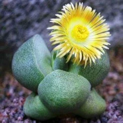 Pleiospilos Nelii Schwantes Split Rock Succulent Plant
