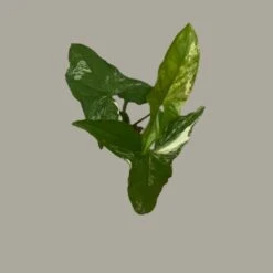 Syngonium Podophyllum Albo Terrarium Kit -Cute Farms Shop Sygonium Podophyllum Albo