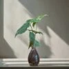 Syngonium Podophyllum Albo Terrarium Kit -Cute Farms Shop Sygonium Podophyllum Albo 3
