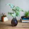Syngonium Milk Confetti Terrarium Kit -Cute Farms Shop SyngoniumMilkConfetti 74c60694 25e7 4ed2 a613 8dc521e30438