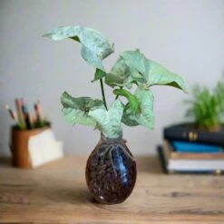 Syngonium Milk Confetti Terrarium Kit