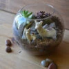 The Dancing Llamas Terrarium Kit 9 The Dancing Llamas Terrarium Kit -Cute Farms Shop The Dancing llama 1