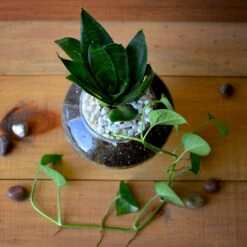 The Money Goblet Terrarium Kit 6 The Money Goblet Terrarium Kit -Cute Farms Shop The Money Goblet 2