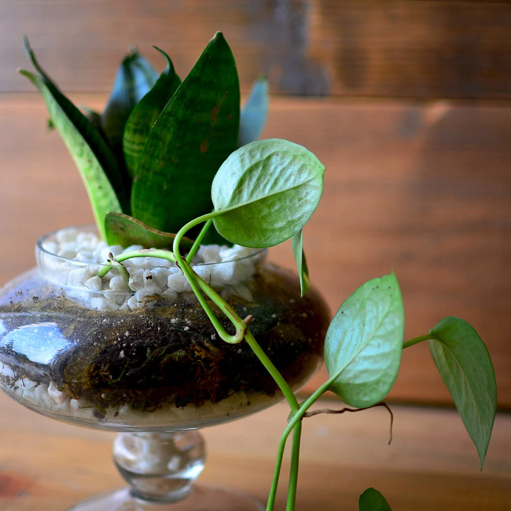 The Money Goblet Terrarium Kit 1 The Money Goblet Terrarium Kit