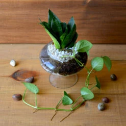 The Money Goblet Terrarium Kit 7 The Money Goblet Terrarium Kit -Cute Farms Shop The Money Goblet 4