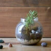 The Pine Woods Terrarium Kit 6 The Pine Woods Terrarium Kit -Cute Farms Shop The Pine wood 1