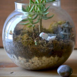 The Pine Woods Terrarium Kit -Cute Farms Shop The Pine wood 3