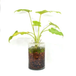 The Tangy Vista Water Terrarium Kit 5 The Tangy Vista Water Terrarium Kit -Cute Farms Shop The Tangy Vista 3