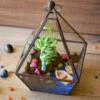 The Jamaican Farewell Terrarium Kit -Cute Farms Shop The jamaican farewell 1