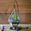 The Jungle Blues Terrarium Kit -Cute Farms Shop The jungle blues 1