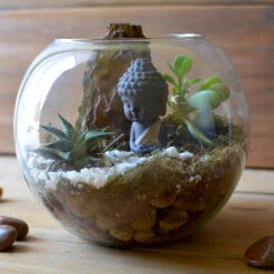 The Pondering Buddha Terrarium Kit