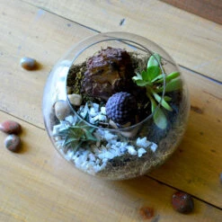 The Pondering Buddha Terrarium Kit -Cute Farms Shop The pondering buddha 3