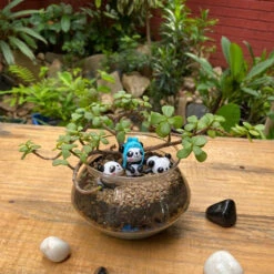 Three Jaded Pandas Terrarium Kit 5 Three Jaded Pandas Terrarium Kit -Cute Farms Shop Three jaded panda new3