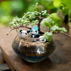 Three Jaded Pandas Terrarium Kit
