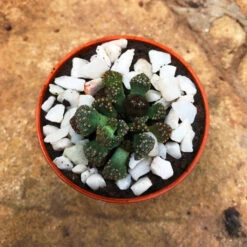 Titanopsis Calcarea Succulent Plant -Cute Farms Shop Titanopsis Calcarea 1