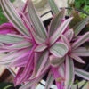 Tradescantia Spathacea Dwarf Tricolour Succulent Plant -Cute Farms Shop Tradescantia spathacea