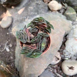 Tradescantia Navicularis Succulent Plant -Cute Farms Shop Tradescantianavicularis 3