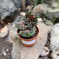 Tradescantia Navicularis Succulent Plant -Cute Farms Shop Tradescantianavicularis 4