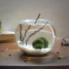 Lush Globule Marimo Moss Ball Terrarium Kit -Cute Farms Shop Untitled 5 56a5904a b454 4961 a80a 0523369846f9