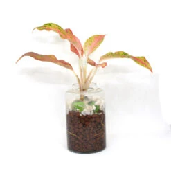 Verde Pomade Water Terrarium Kit -Cute Farms Shop Verde Pomade 3