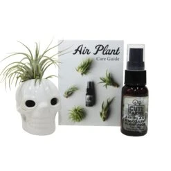 Halloween White Skull Air Plant Holder