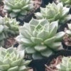 Echeveria Purpusorum White Succulent Plant -Cute Farms Shop WhitePurpusorum