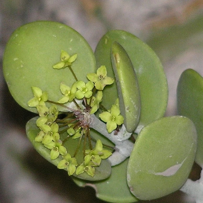 Silver Dollar Plant Succulent Plant 2 Silver Dollar Plant Succulent Plant - Image 2