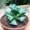 Adromischus Cristatus Succulent Plant -Cute Farms Shop adromischuscristatus 1