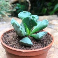 Adromischus Cristatus Succulent Plant 7 Adromischus Cristatus Succulent Plant -Cute Farms Shop adromischuscristatus 4