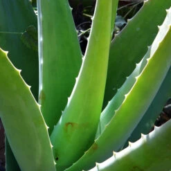 Aloe Vera Succulent Plant