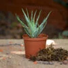 Aloe Humilis Succulent Plant -Cute Farms Shop aloe humilis